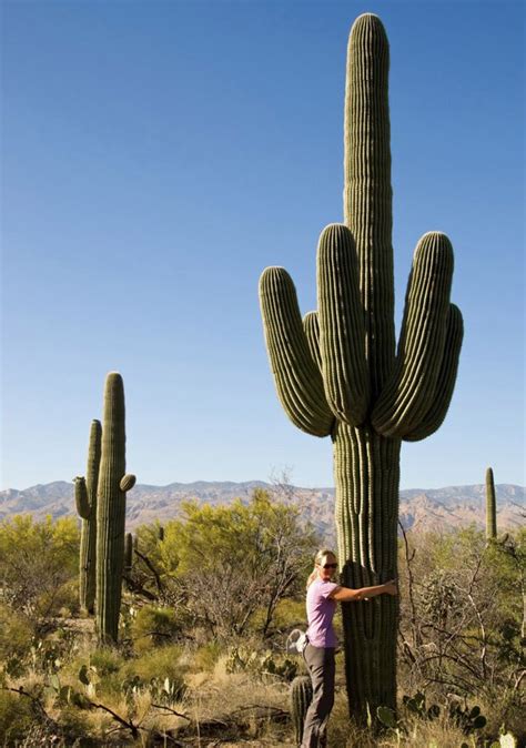 Growing to around 15 feet tall and 2 to 4 feet wide, most often with a single trunk, makes it a perfect fit for smaller spaces. . Saguaro for sale